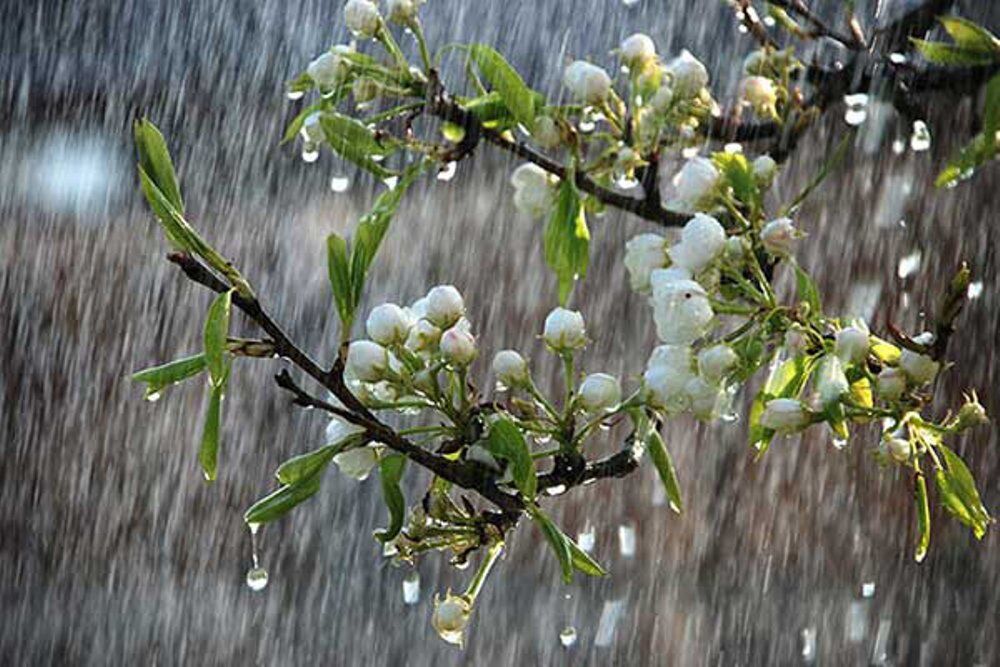 بارشهای زمستانی به وقت بهار در مازندران