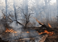 شکارچیان عامل احتمالی آتش‌سوزی خیبوس سوادکوه‌شمالی